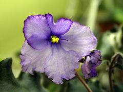 Apache Jewel