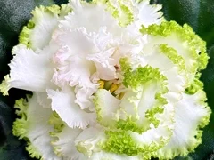 Фото Фиалка ЕК-Изумрудные Розы