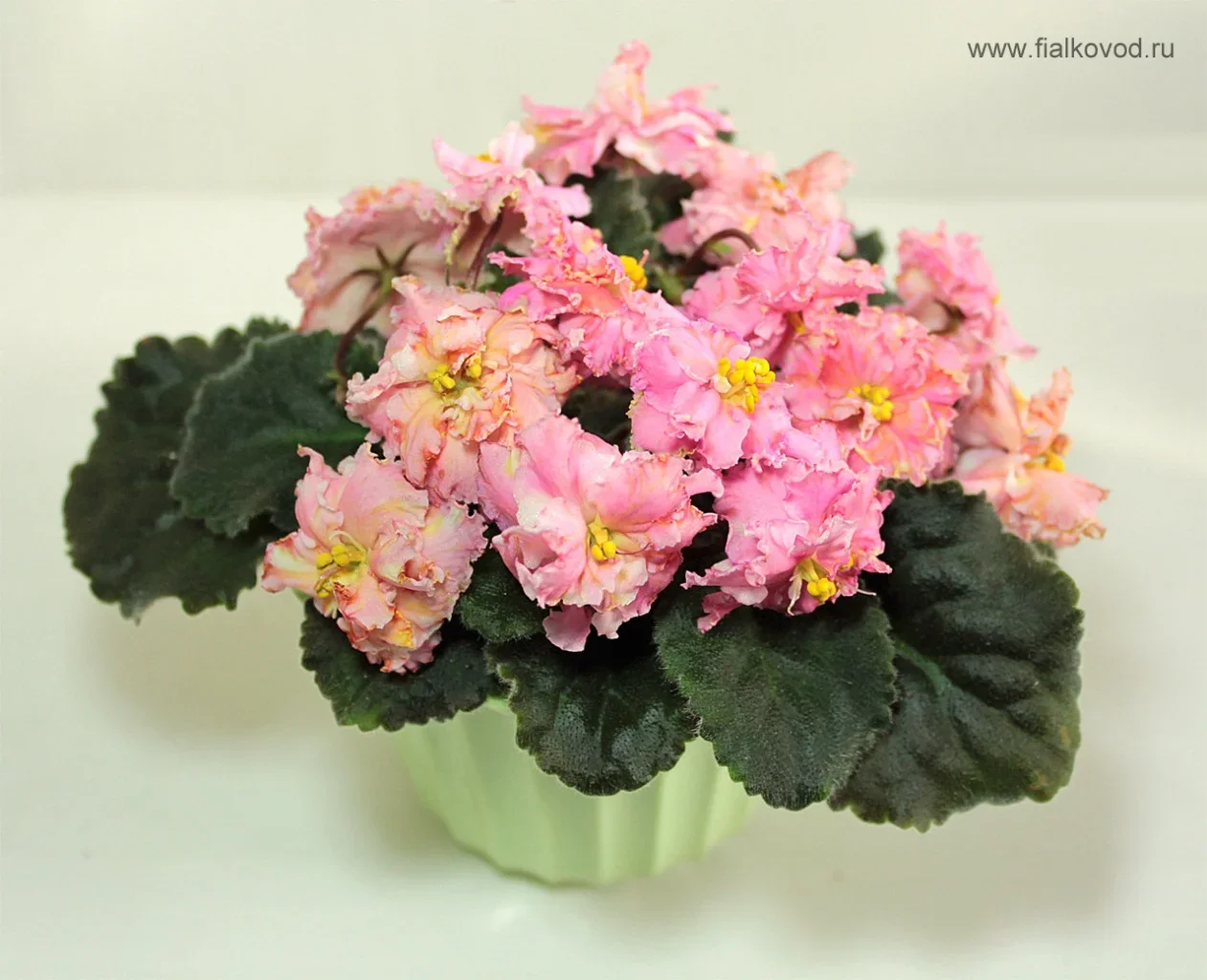 Фото Фиалка Mellow Yellow спорт