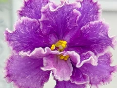 Фото Фиалка АВ-897-209, сеянец