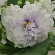 Фото Фиалка ЛФ-Холодное Небо