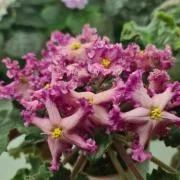 Фото Фиалка NiK-Кудри Нимфы