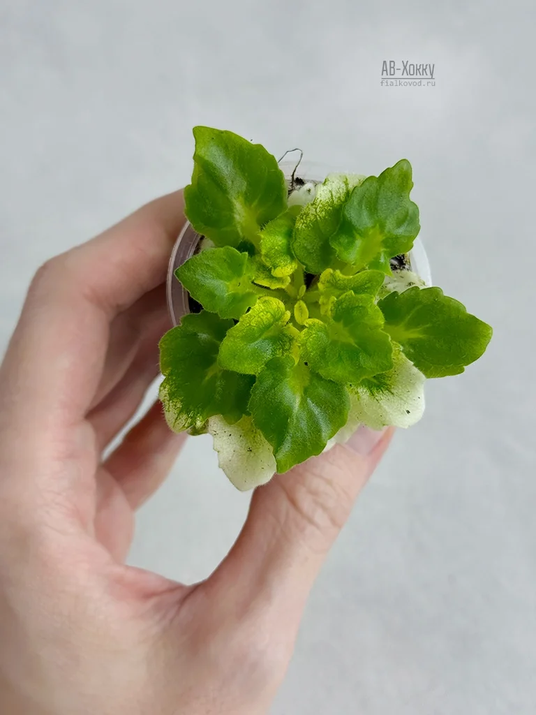 Фото Фиалка АВ-Хокку (847-69)