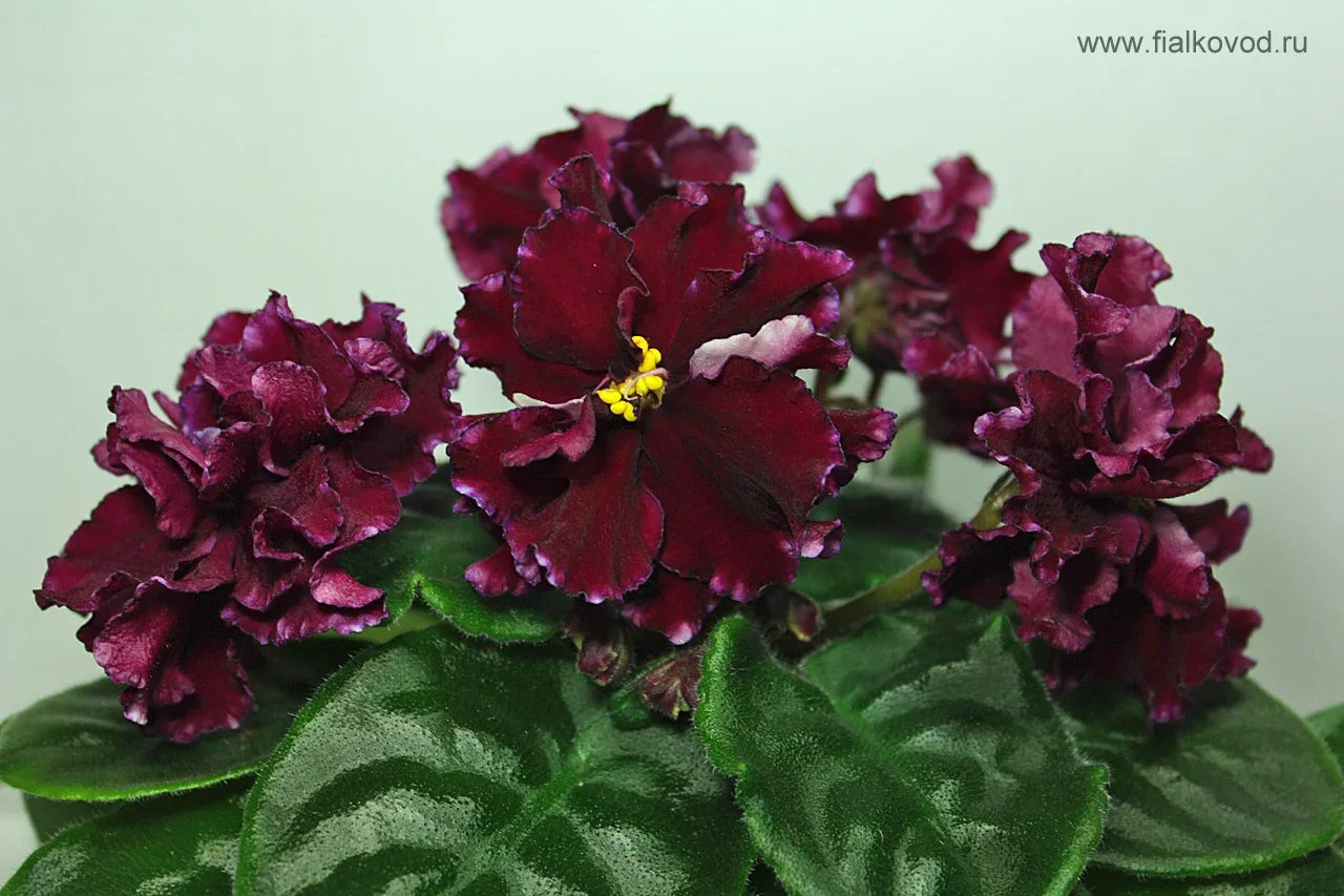 Фото Фиалка АВ-751-42, сеянец