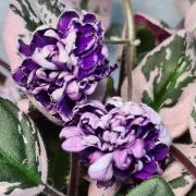 ЛЕ-Rose Noire