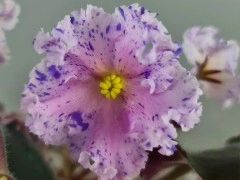 НД-Кульбит