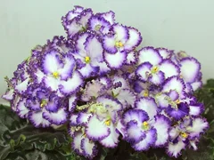 Фото Фиалка Optimara EverPrecious