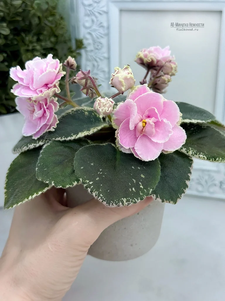 АВ-Минутка Нежности