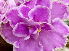 Фото Фиалка С-Мила (25-69)