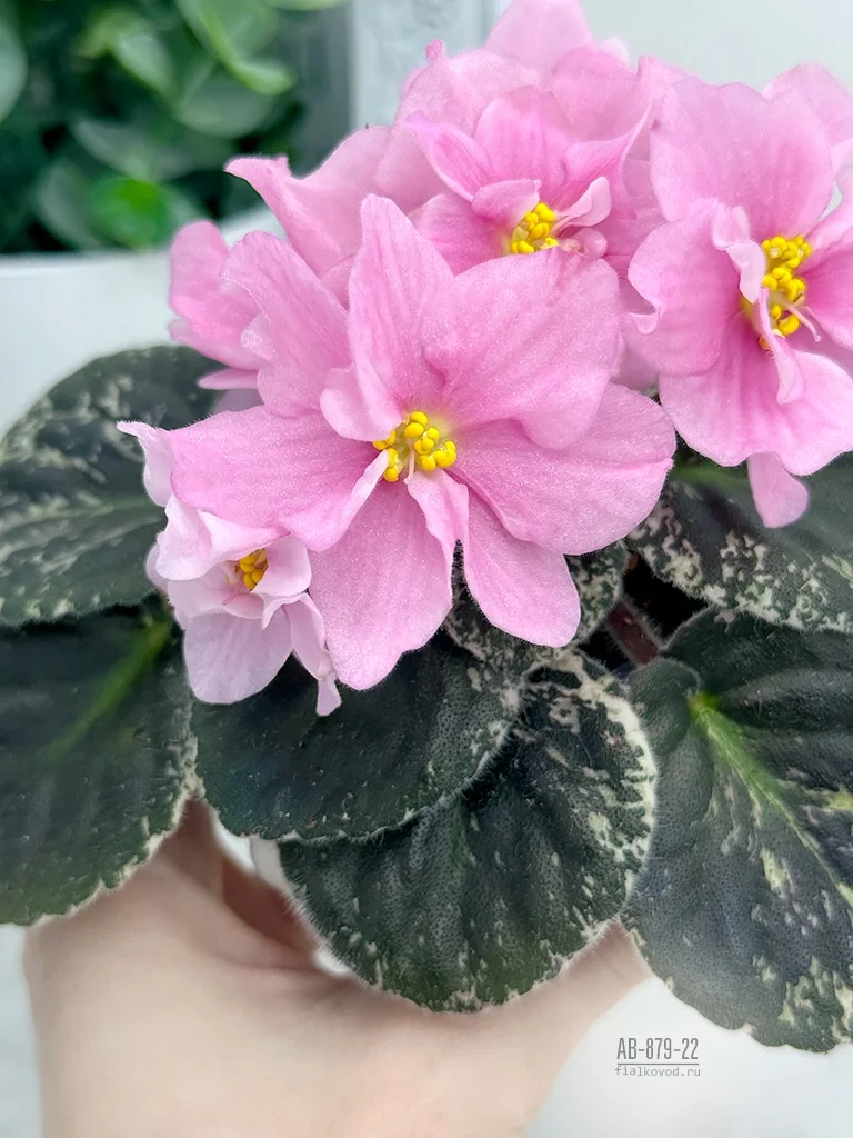 АВ-879-22, сеянец