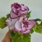 Фото Фиалка ЛЕ-Медуница