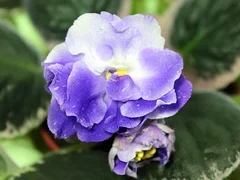 Фото Фиалка РС-Андромеда