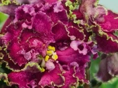 Фото Фиалка Невские Зори спорт