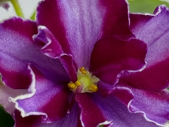 АВ-897-165, сеянец