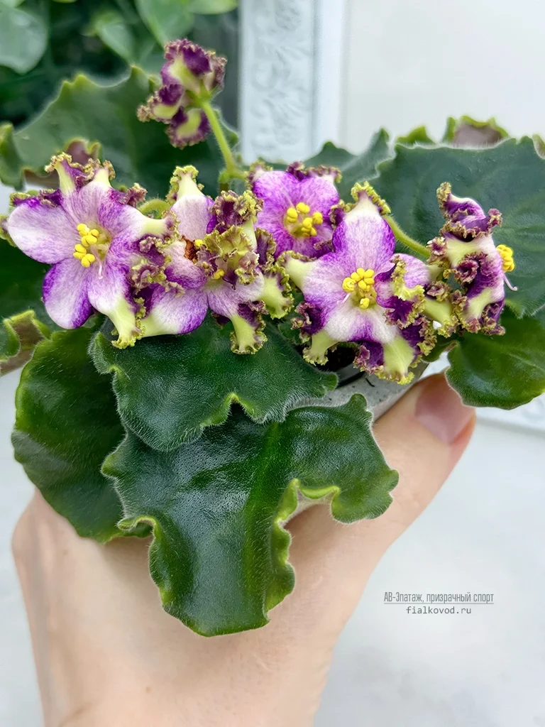 АВ-Эпатаж, призрачный спорт