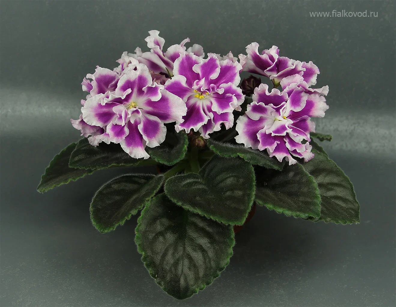 АВ-771-180, сеянец.