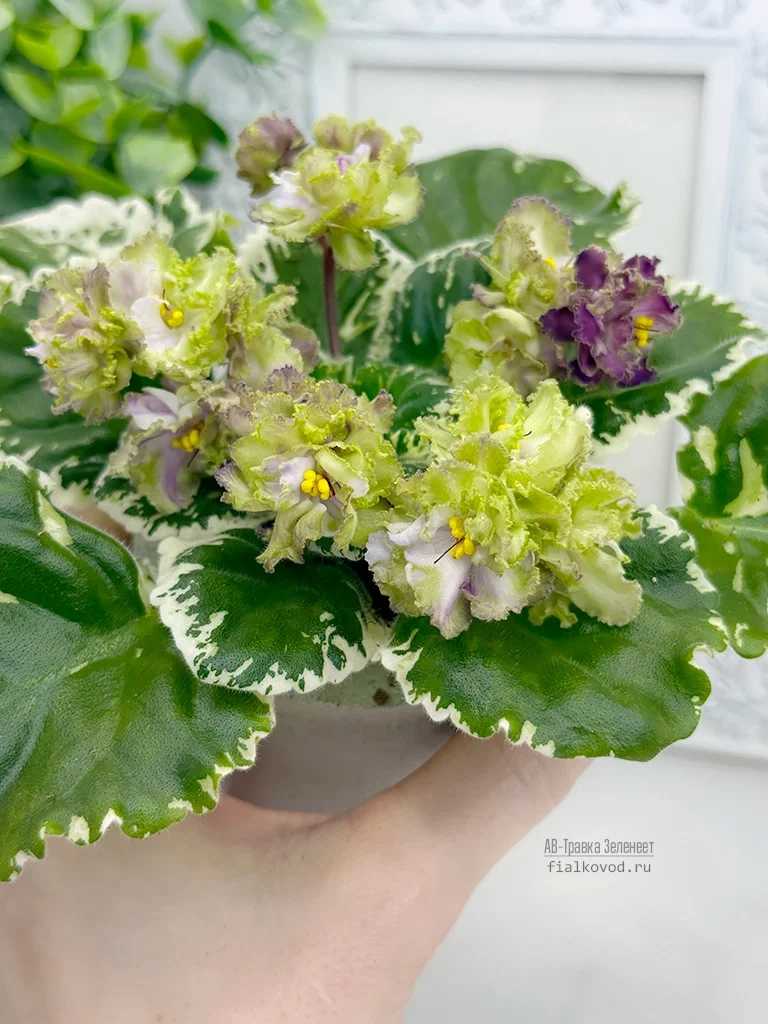 АВ-Травка Зеленеет