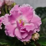 Фото Фиалка ПТ-Санта Роза