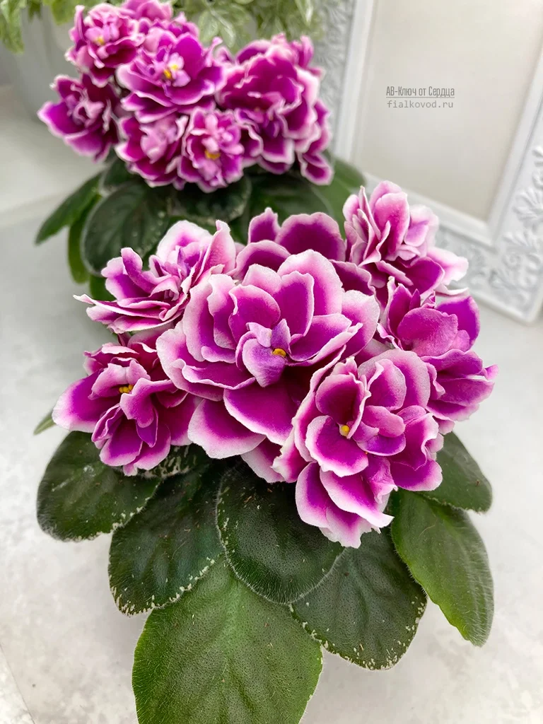 АВ-Ключ от Сердца