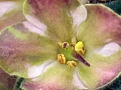 Фото Фиалка АВ-Нирвана, спорт