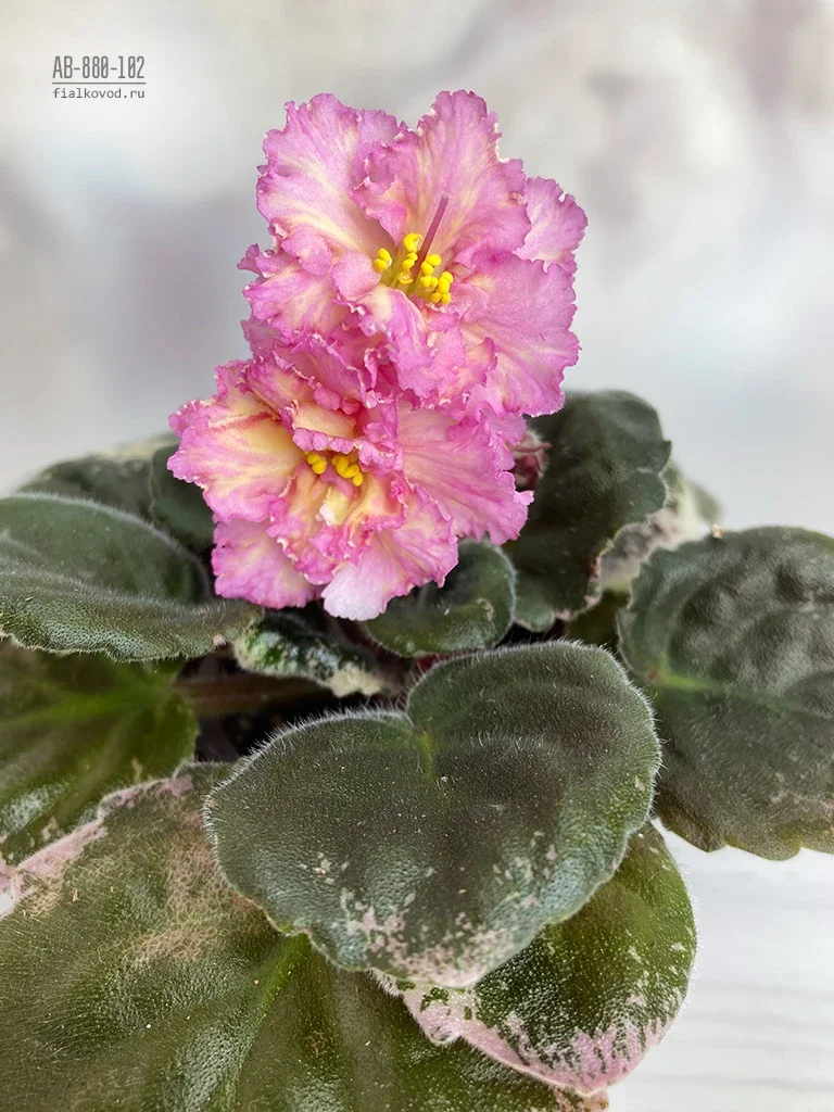 АВ-880-102, сеянец