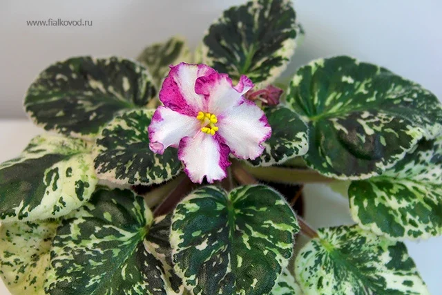 АВ-764-55. Опрос.