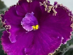 Фото Фиалка С-Матвей (25-65)