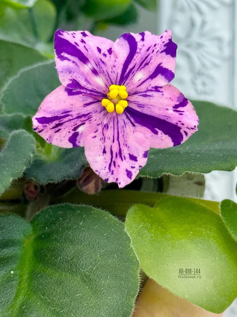 Фото Фиалка АВ-898-144, сеянец