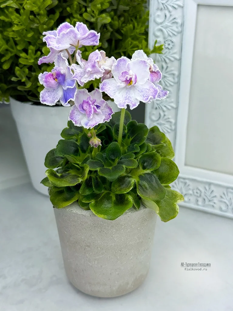 АВ-Турецкая Гвоздика