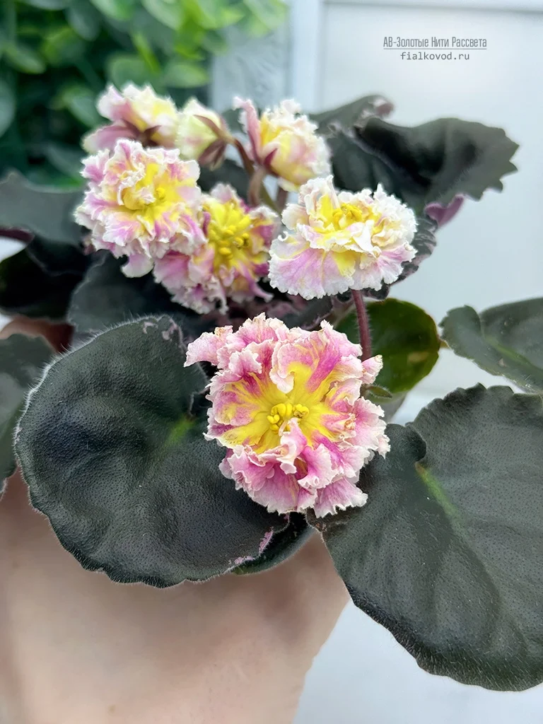 АВ-Золотые Нити Рассвета