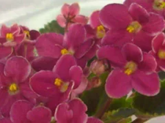 Фото Фиалка Mac’s Scorching Sun