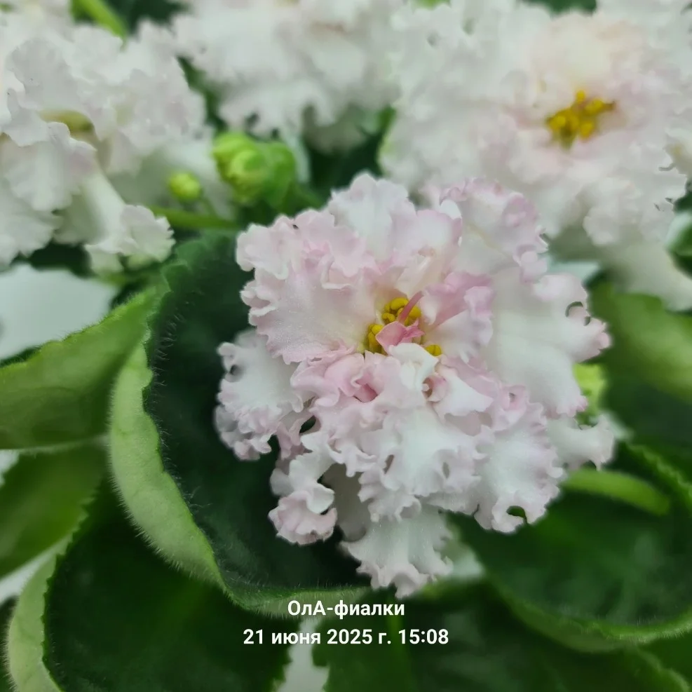 Фото Фиалка ЛФ-Розовый Мусс