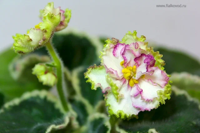 АВ-764-61, сеянец.