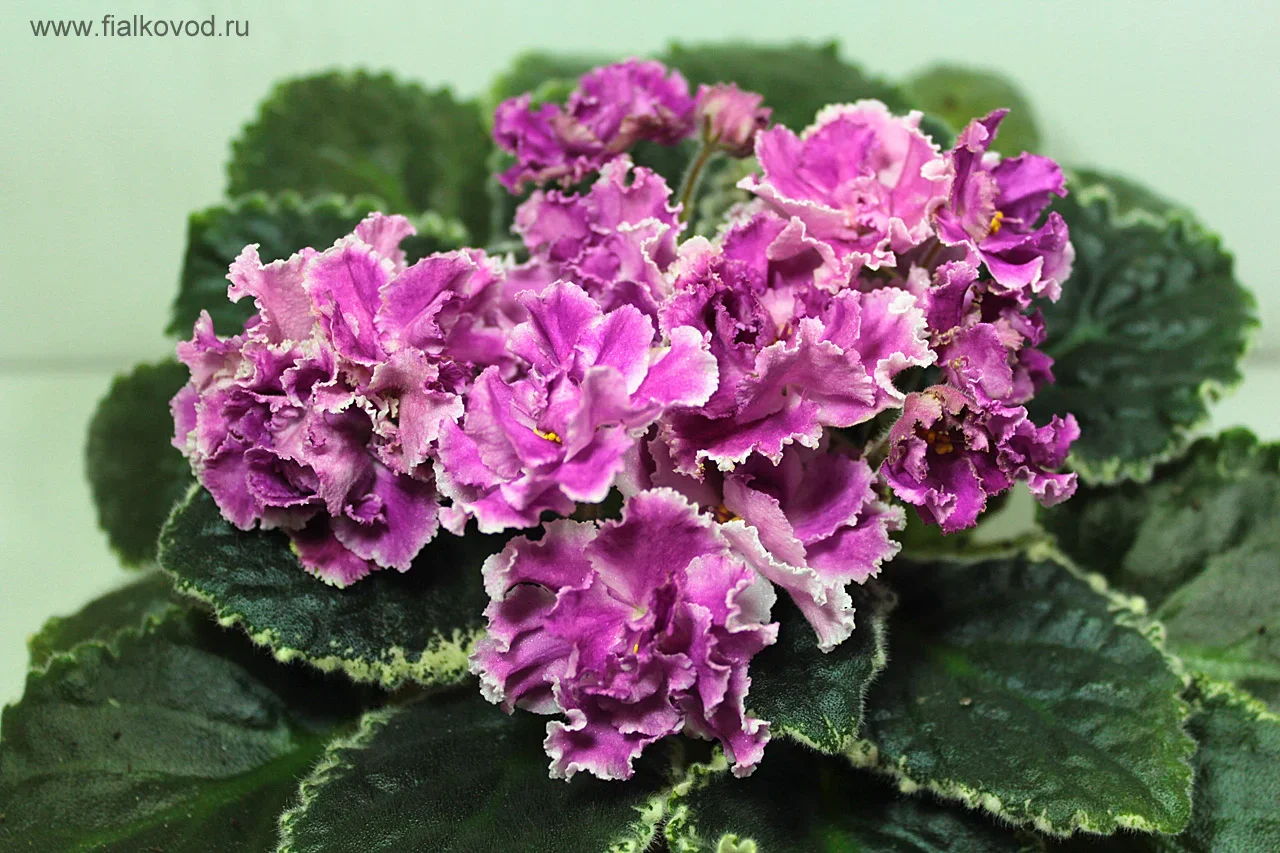 Фото Фиалка ЛЕ-Синдерелла