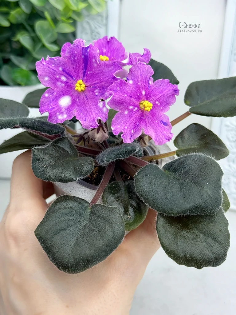 Фото Фиалка С-Снежки (25-73)