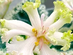 Фото Фиалка АВ-894-167, сеянец