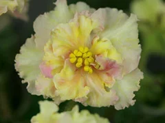 Фото Фиалка АВ-799-12, сеянец