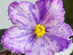 Фото Фиалка АВ-898-110, сеянец