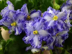 Фото Фиалка Partly Cloudy