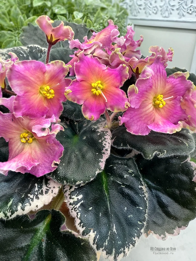 АВ-Создана из Огня