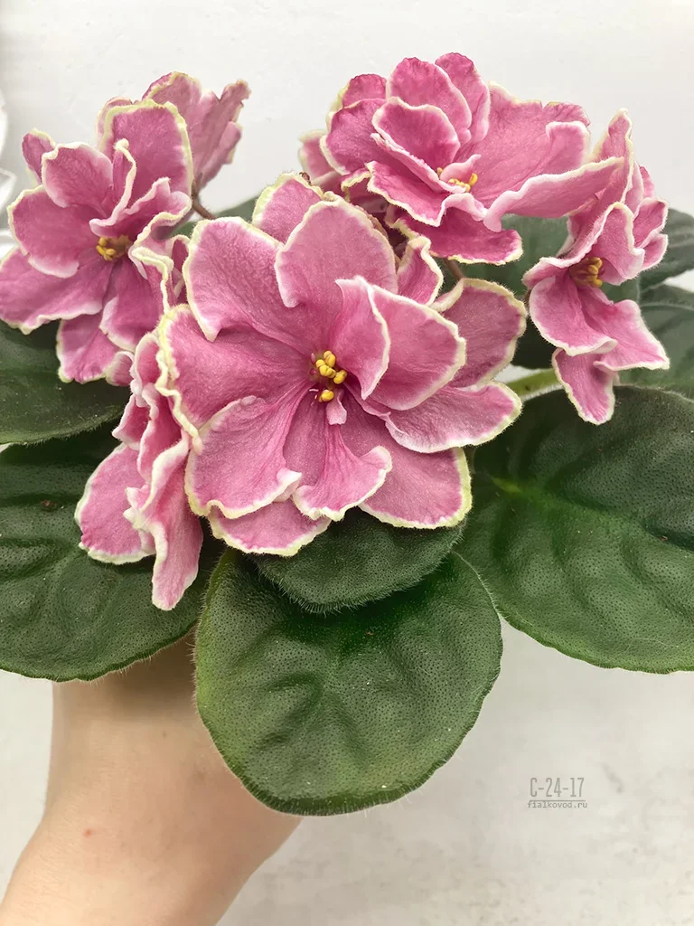 Фото Фиалка С-Цветочное Путешествие (24-17)