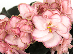 АВ-Капучино (850-23)