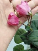 Фото Фиалка Красный Тюльпан