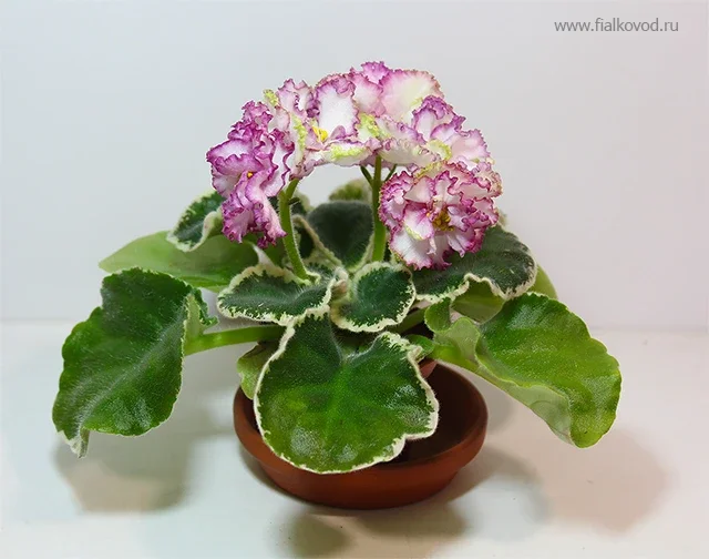 АВ-764-61, распускается дальше.