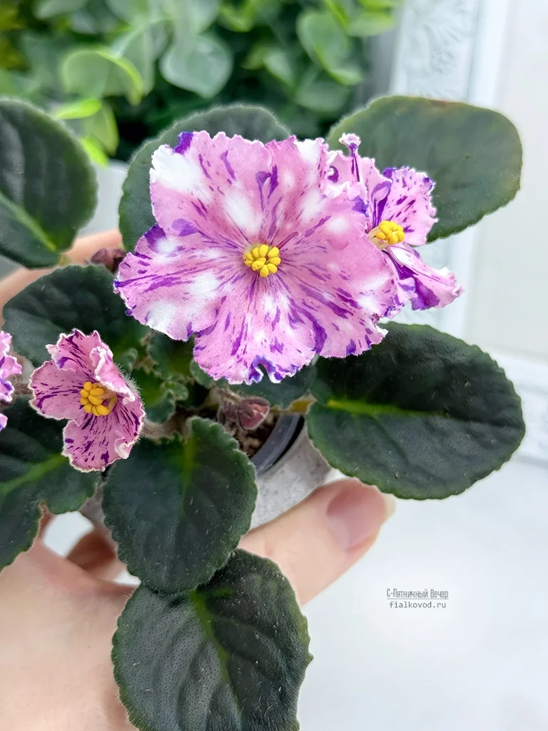 С-Пятничный Вечер