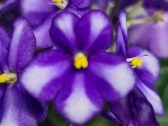 Фото Фиалка Rob's Monkeyshines sport