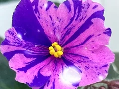 Фото Фиалка АВ-898-120, сеянец