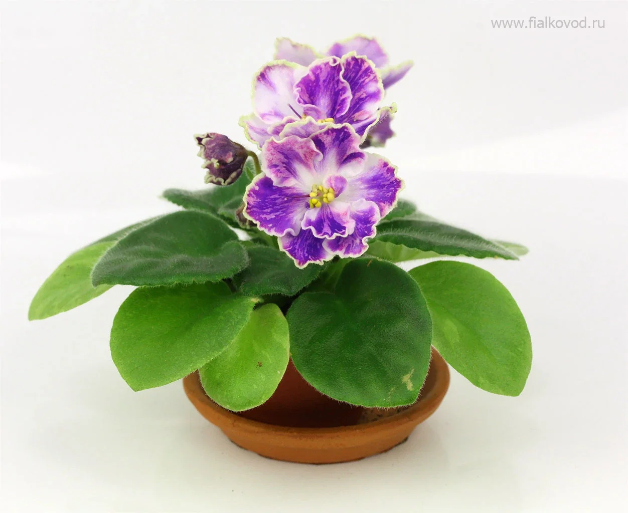 АВ-816-698, сеянец