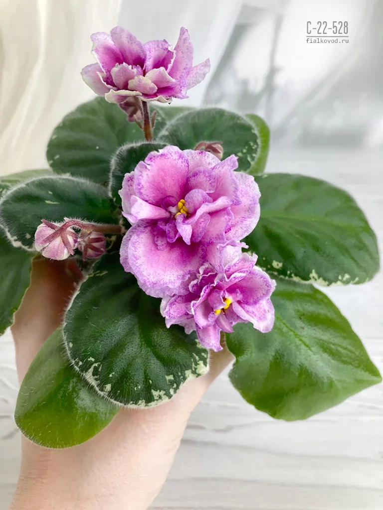 Фото Фиалка С-22-528, сеянец