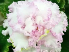 Фото Фиалка ВВ-Дарина